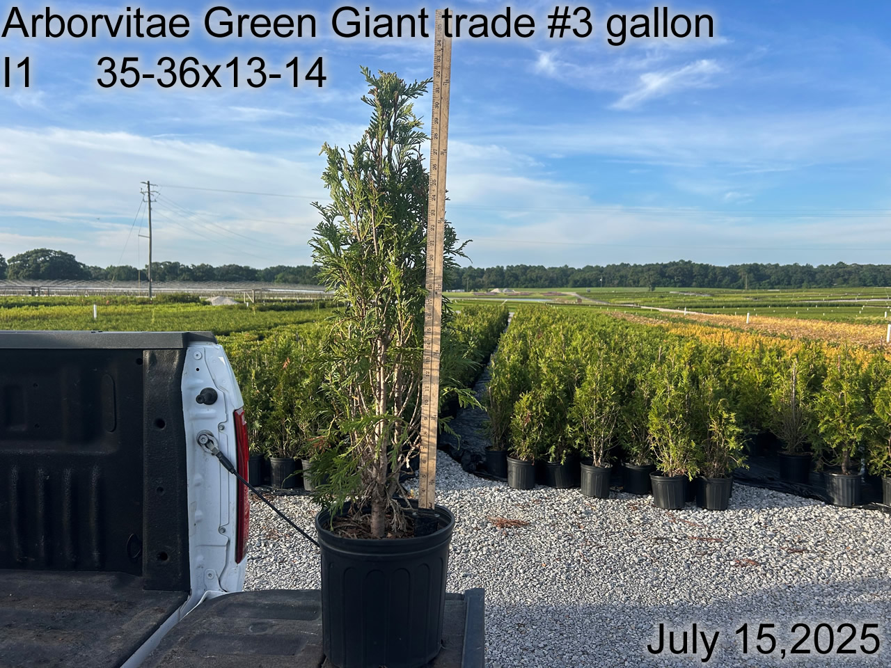 gallery/avgg3t i1 july25.jpg